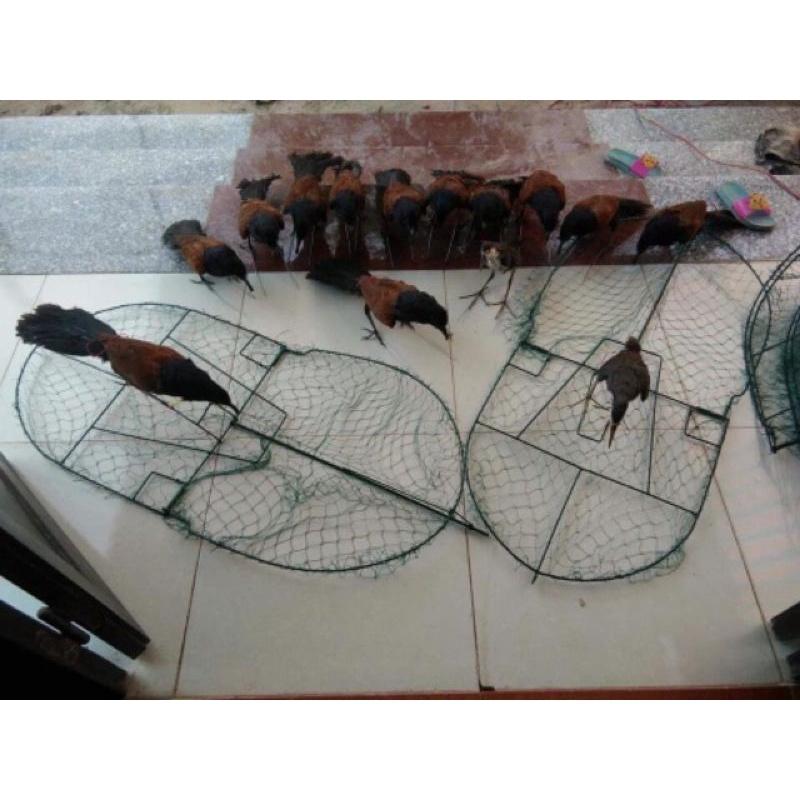 Mẹt bẫy chim bìm bịp giá siêu sốc
