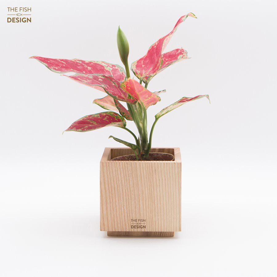 Chậu cây Vạn Lộc Hồng hợp với người mệnh hỏa, thích hợp trang trí nội thất giúp xua đi những điều không may mắn | size M | The Fish Design
