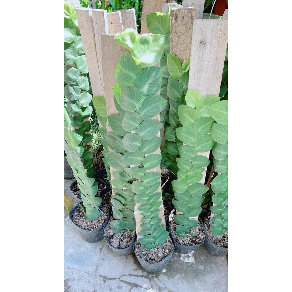 Cây Thằn Lằn(tắc kè) cao 70cm