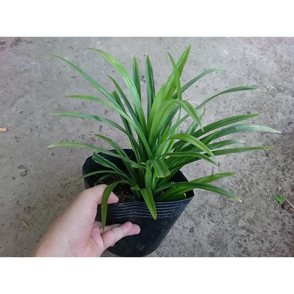 Cây lá dứa - cây cảnh vườn + tặng phân bón cho cây