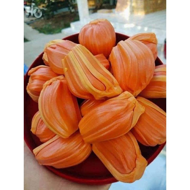 Cây giống mít ruột đỏ sơ đỏ