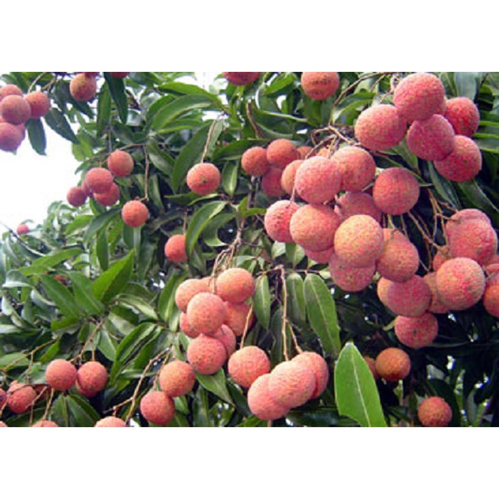 Cây giống vải không hạt