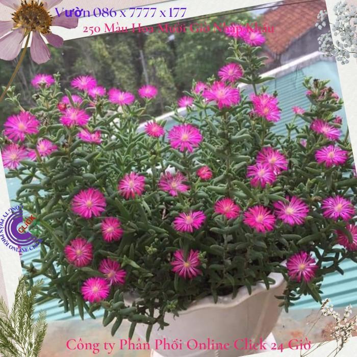 Combo 5 Cây Hoa Mười Giờ Nam Phi Đẹp Lạ Mắt Giống Chuẩn Hoa Mười Giờ Bonsai & Phụ Kiện