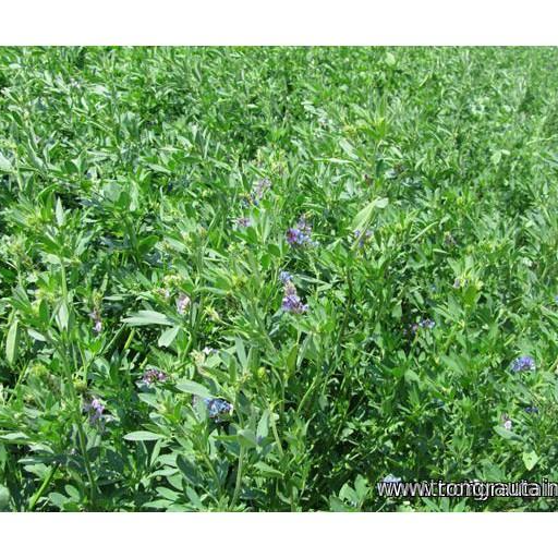 Hạt cỏ chăn nuôi ALFALFA Linh Lăng - Cỏ Họ Đậu