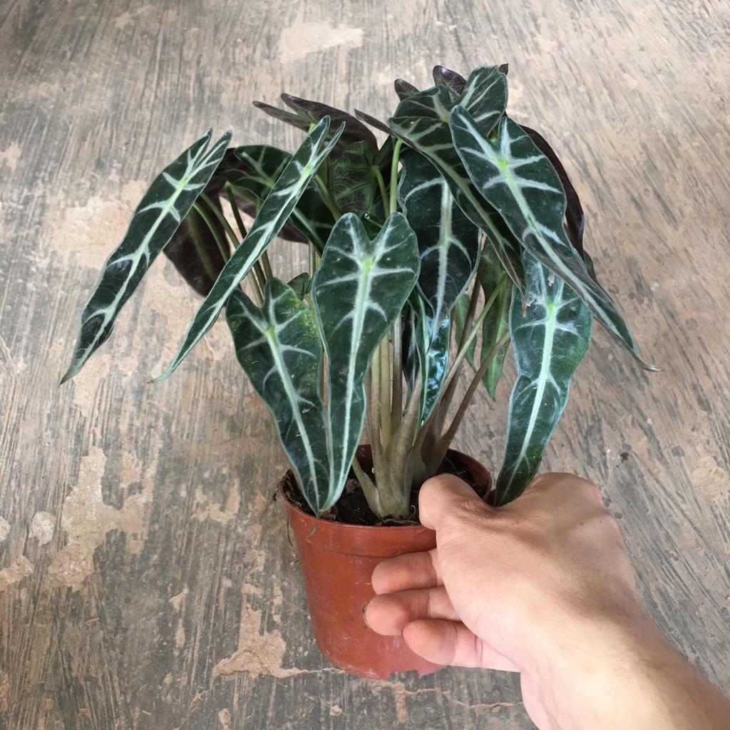 Cây Môn Tím Để Bàn,Trang Trí Phòng