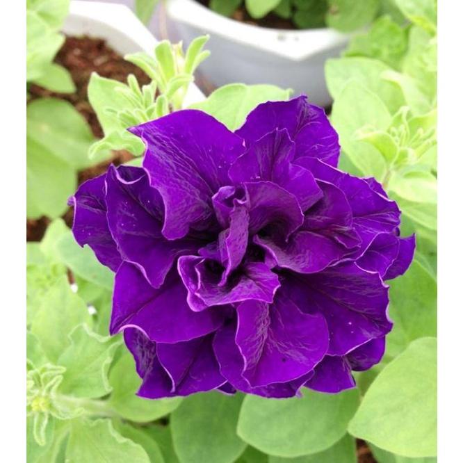 Hạt giống hoa dạ yến thảo kép nhiều màu KNS361 - Gói 20 hạt