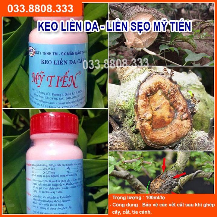 Keo Liền Da Cây - Keo Mỹ Tiến