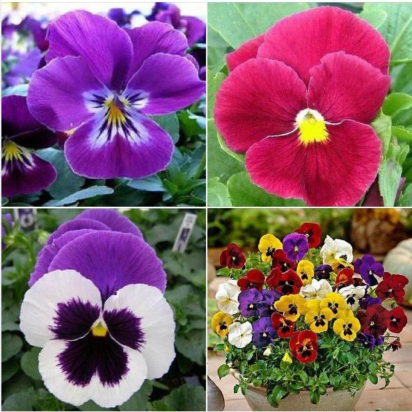 Hạt giống hoa cánh bướm pansy kép mix màu-gói 30 hạt