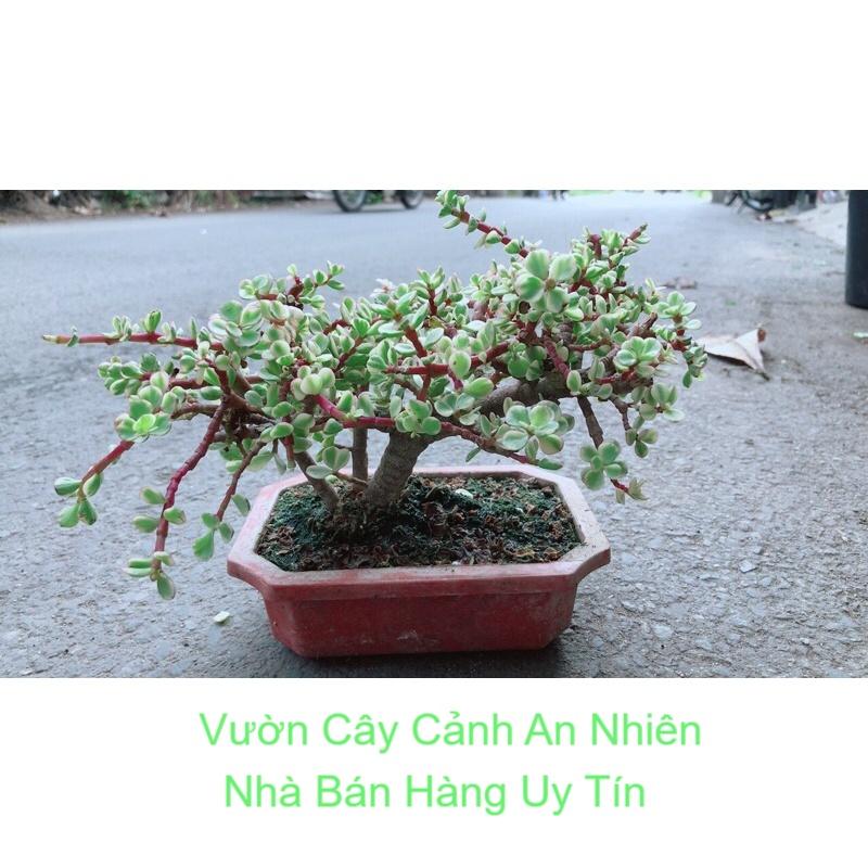 Cây Cành Vàng Lá Ngọc Cổ Thụ