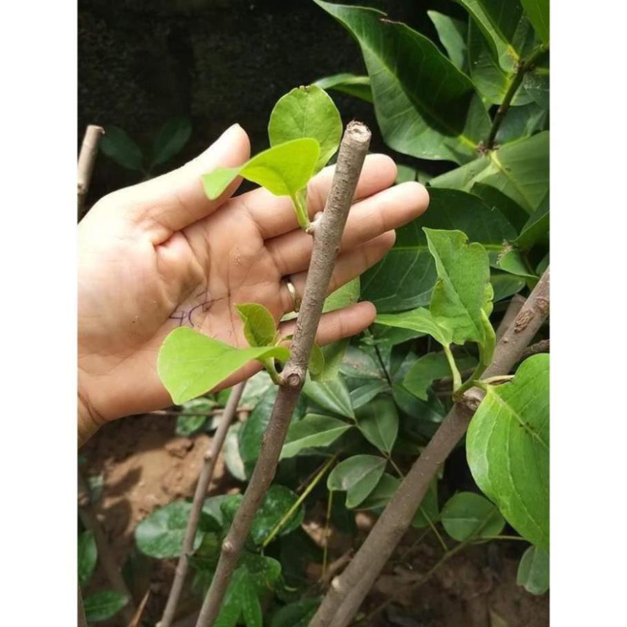 Sản phẩm CÂY HOA MỘC LAN