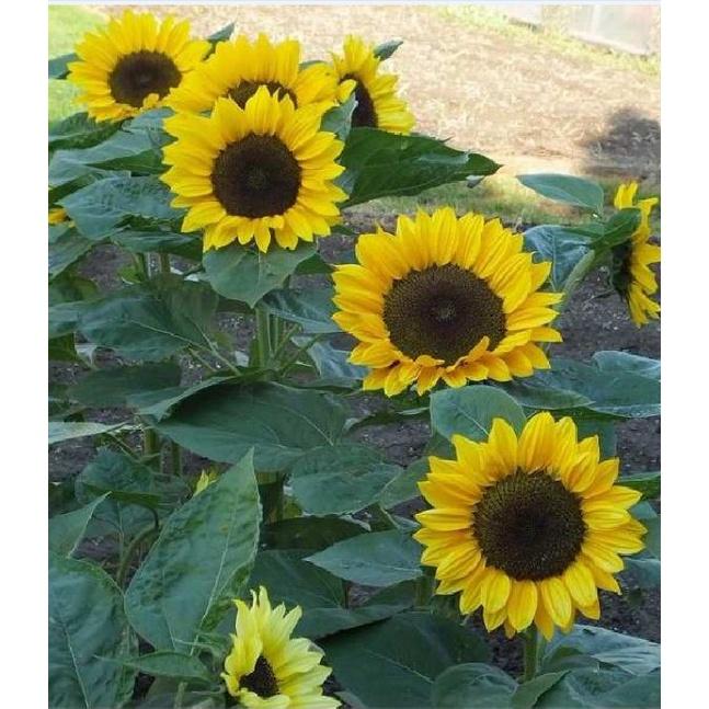 Hạt giống hoa hướng dương cắt cành KNS3638 - gói 30 hạt