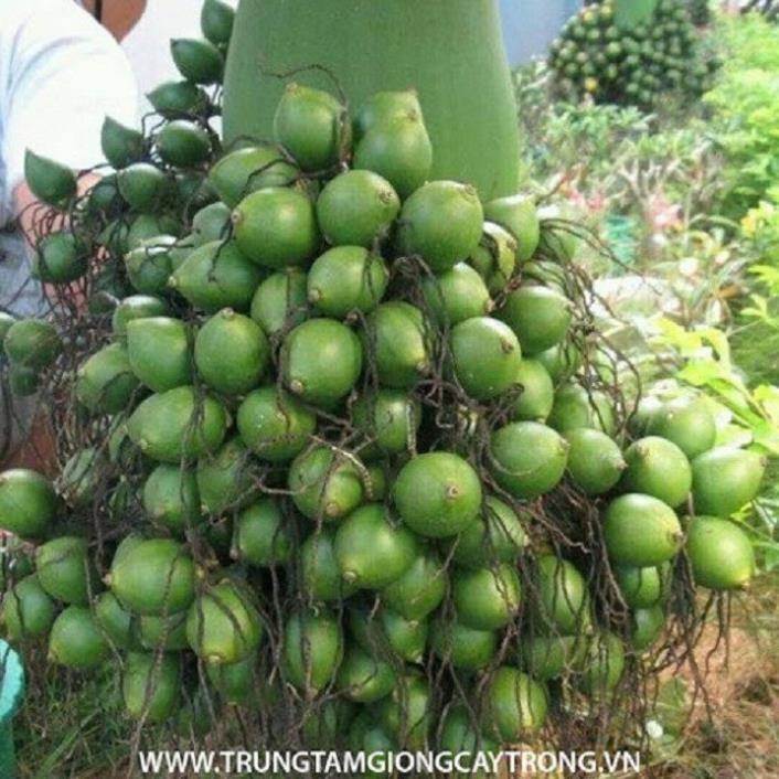 CÂY GIỐNG CAU LÙN SIÊU QUẢ- CAM KÊT GIỐNG CHUẨN F1