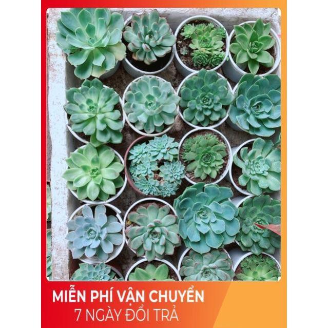 Sen Đá Size Trung 35k