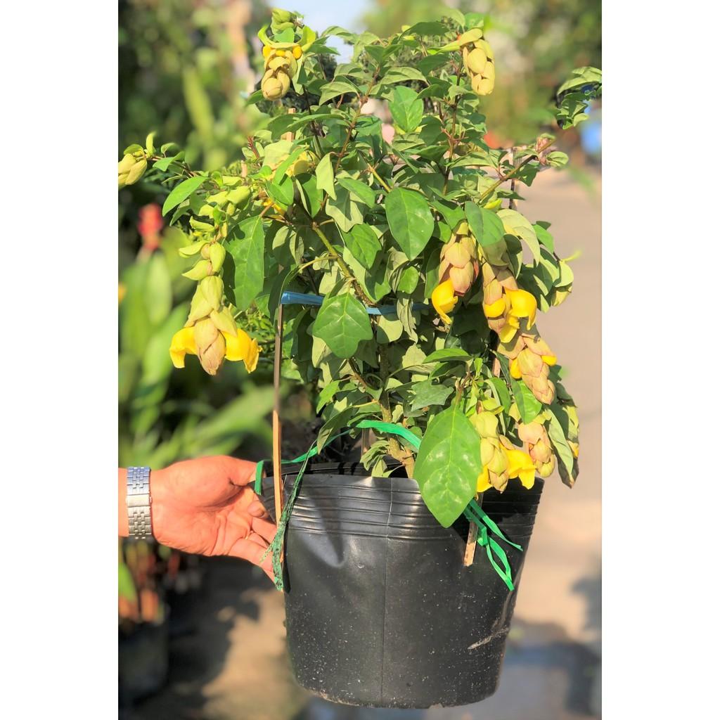 Chậu cây Huyền Trân công chúa hoa màu vàng cao 50 - 70 cm