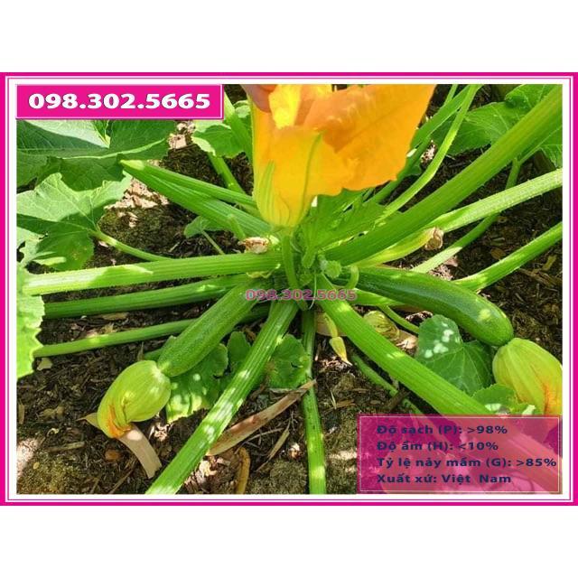 Hạt giống bí ngòi xanh gói 2gr