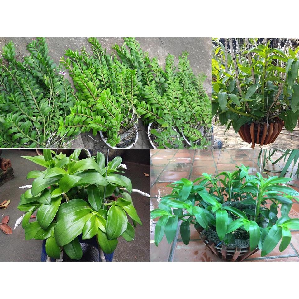 LAN PHI ĐIỆP 5 CÁNH TRẮNG PHI VÂN TUYẾT