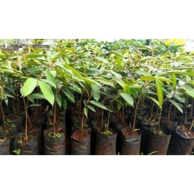 Cây sầu riêng ruột đỏ