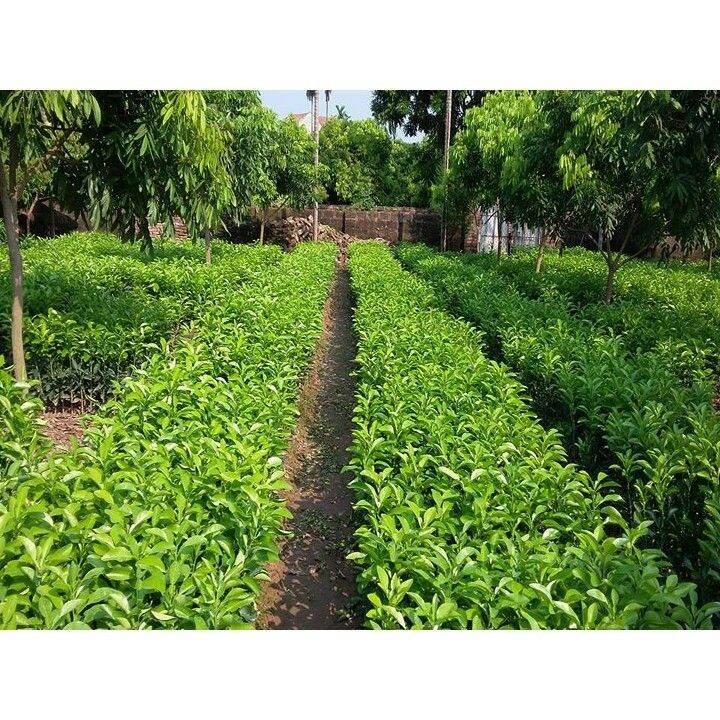 0Cây giống bưởi đỏ Tân Lạc