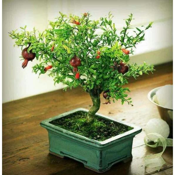 Giống lựu đỏ lùn