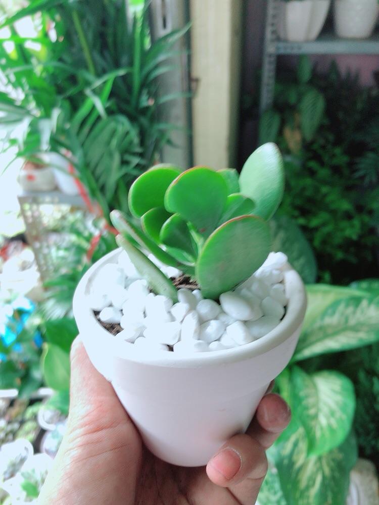 Chậu Cây Sen Ngọc Bích Mini