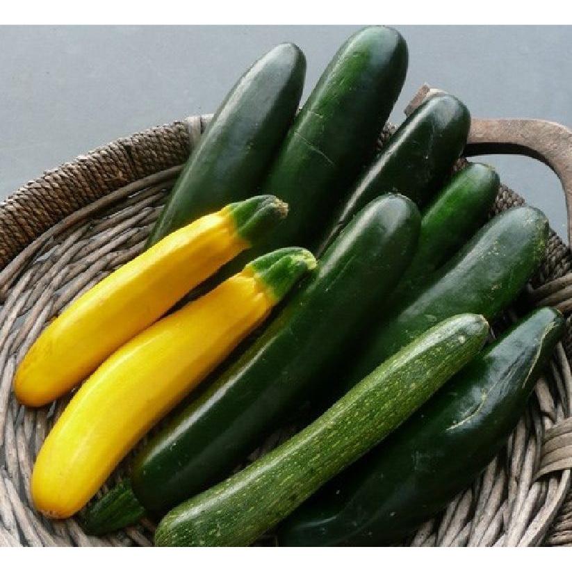 Combo 2 gói hạt giống bí ngòi dài vàng ,xanh-gói 10 hạt-tặng kèm gói phân bón lót