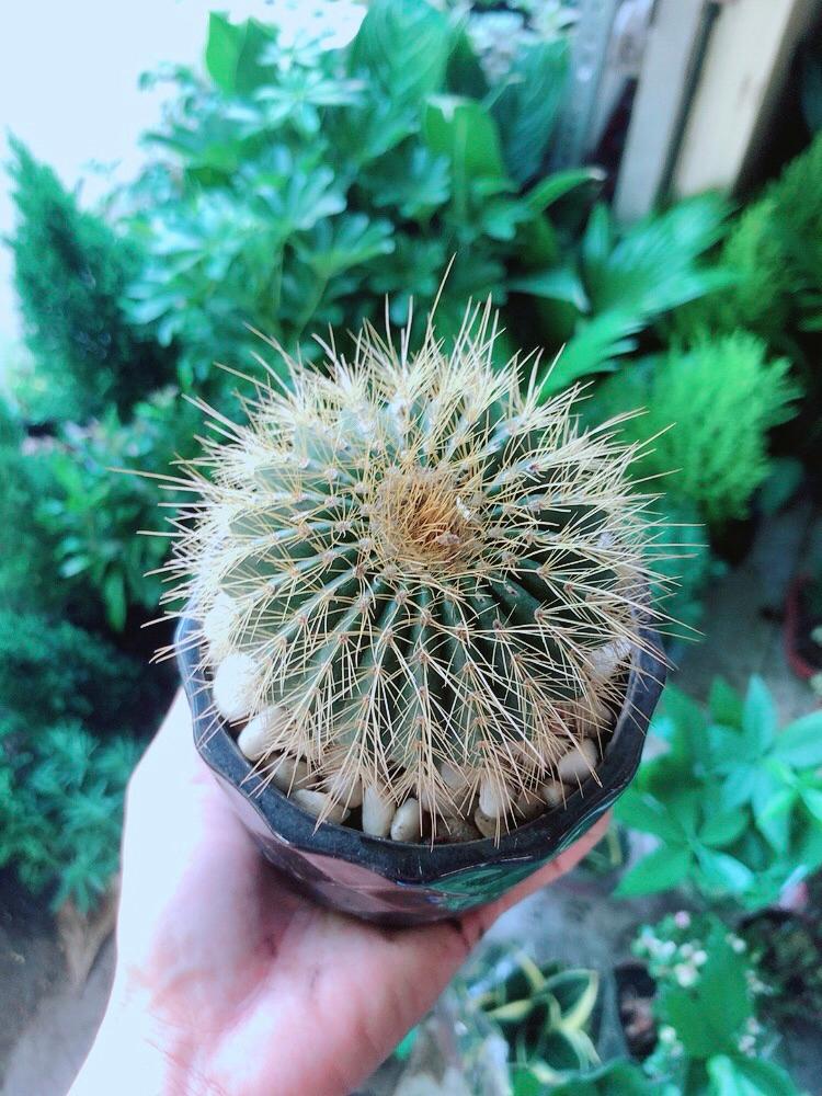 Chậu Cây Xương Rồng Trạng Nguyên