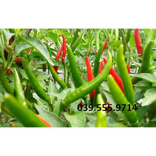 Hạt giống Ớt Hiểm Lai F1 – 5gram