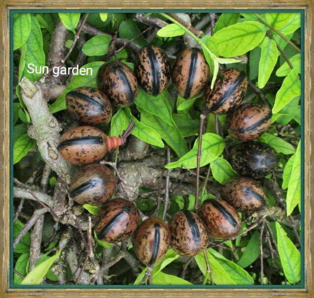 VÒNG TAY BÌNH AN HẠT BỒ ĐỀ TỰ NHIÊN