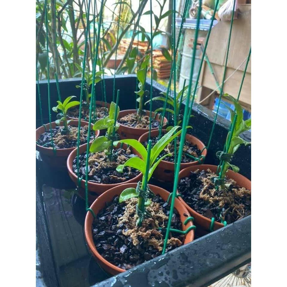Set 10 que kẹp chậu lan, cố định keiki, kẹp ki lan đủ size