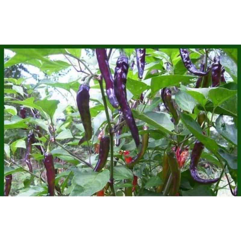 Cây giống ớt tím