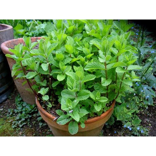 Hạt giống Cây Bạc Hà, Bạc Hà Cay Peppermint