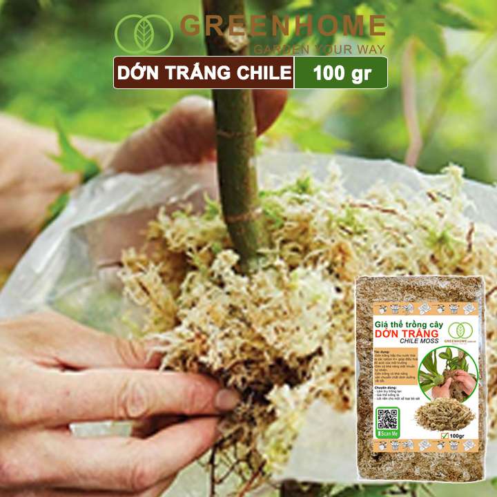 Dớn trắng Chilê, gói 100gr, đã qua xử lý, giữ ẩm tốt, kháng khuẩn tự nhiên, trồng lan, kiểng lá hiệu quả |Greenhome