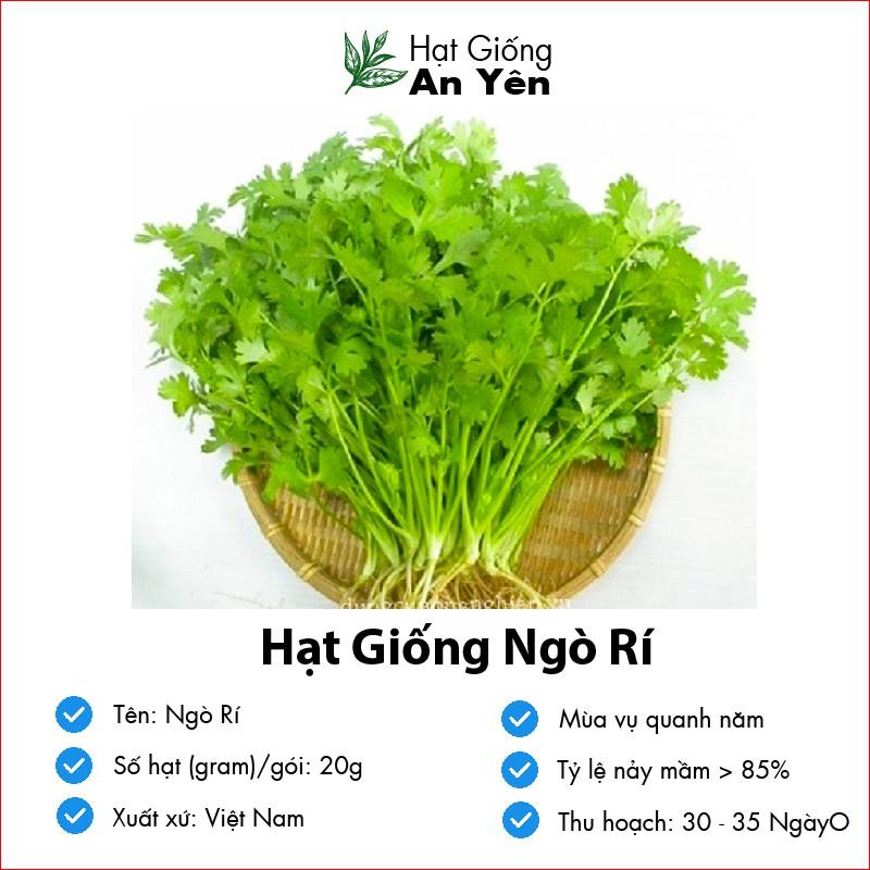 Hạt giống Ngò Rí thu hoạch sớm, dễ trồng, nảy mầm cao, sinh trưởng khoẻ
