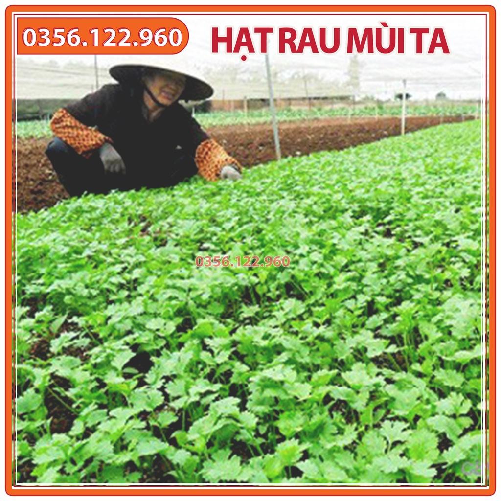 20g Hạt giống rau mùi ta hạt nhỏ, rau ngò rí, ngò hạt nhỏ