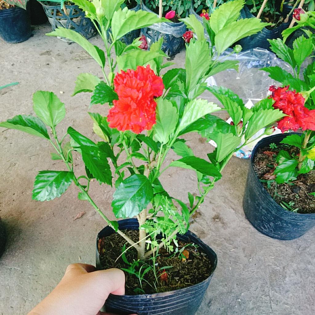 Cây Hoa Dâm Bụt cánh kép  - cây cảnh trong nhà + tặng phân bón cho cây mau lớn