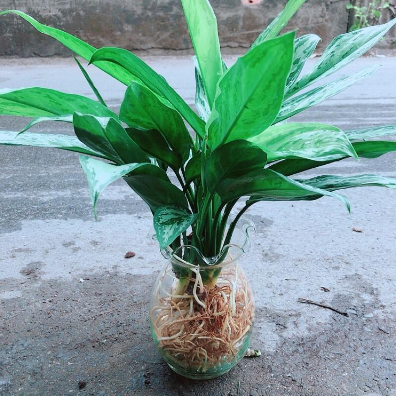 Chậu Cây Ngân Hậu Thuỷ Sinh