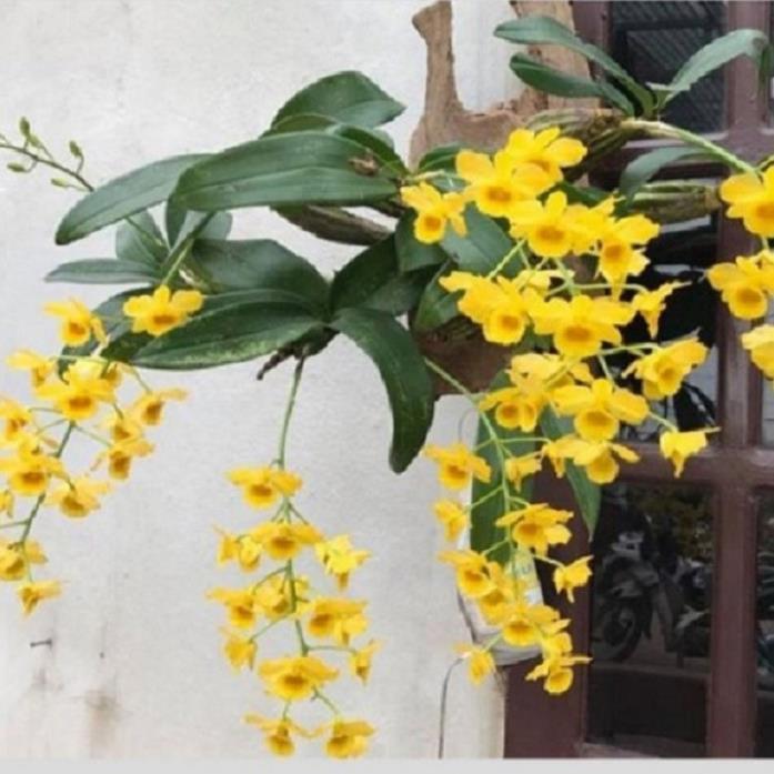 CHẬU LAN HOÀNG LẠP HÀNG THUẦN, HOA THƠM ĐẸP