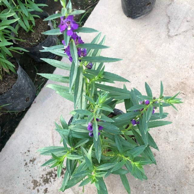 Cây hoa ngọc hân ( violet Nhật ) đủ màu, chiều cao 15cm hoa nở cực đẹp dễ dàng chăm sóc, thích hợp trang trí sân vườn