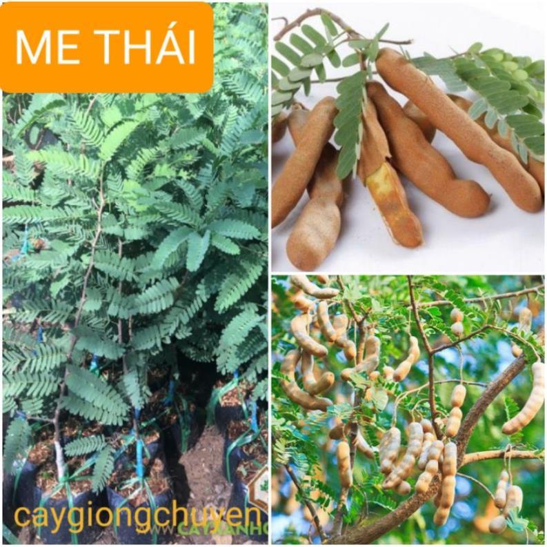 GIỐNG ME THÁI QUẢ NGỌT