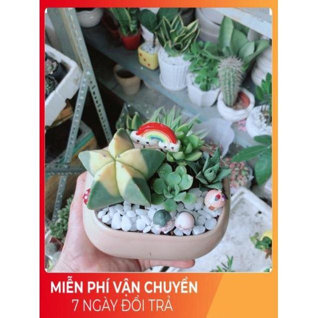 Chậu Sen Đá- Xương Rồng