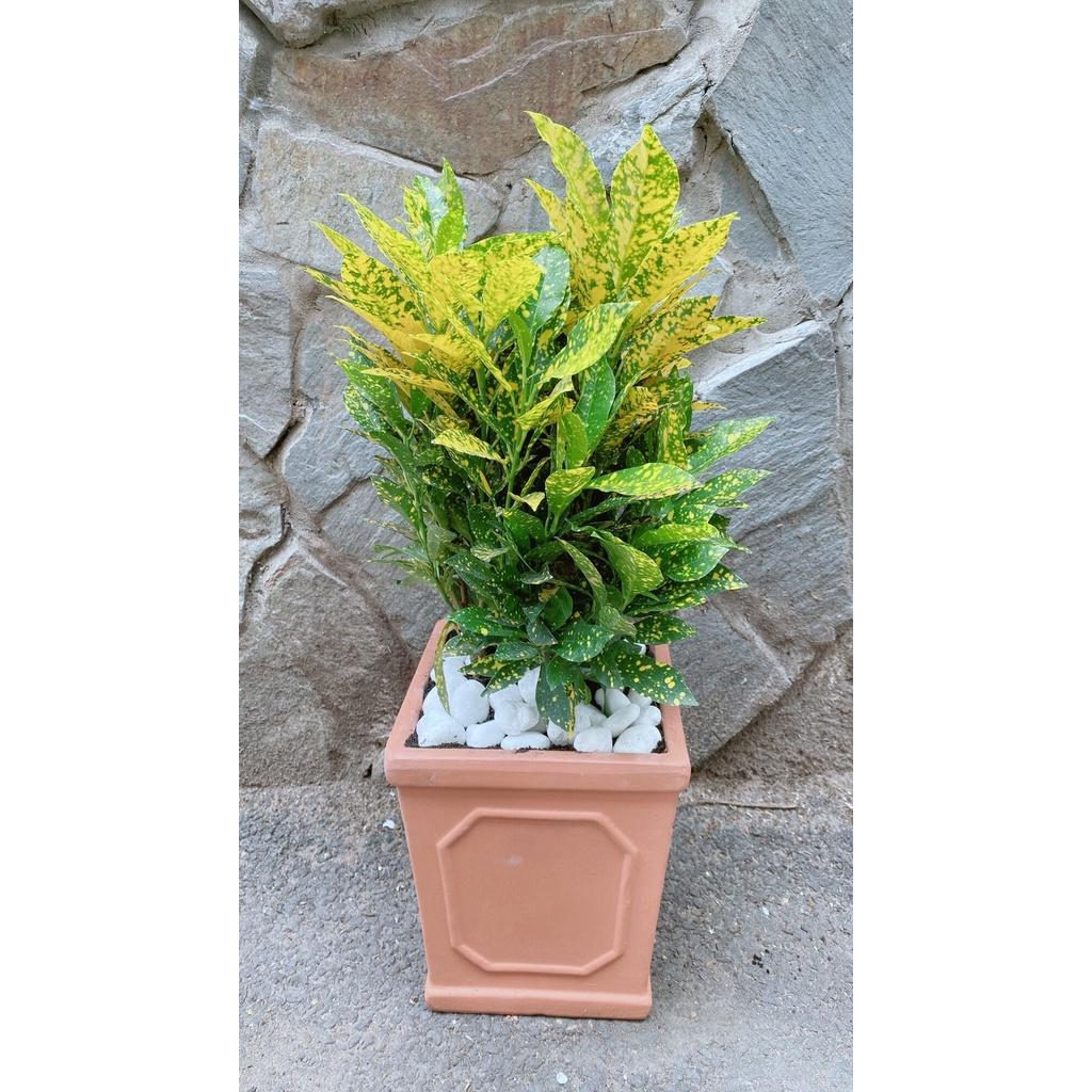 Chậu Cây Vàng Bạc