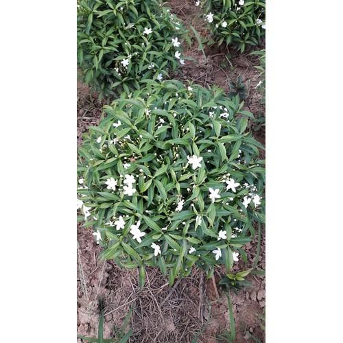 CÂY LỚN MAI VẠN PHÚC SIÊU ĐẸP SIÊU RẺ - BCGMVPCLSRSD