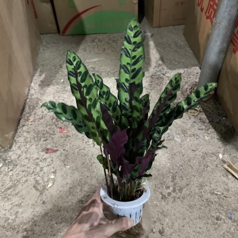 Cây đuôi phượng trồng bình thủy sinh cao 25cm, xanh tươi quanh năm, rất dễ chăm sóc, cây để bàn và trồng nội thất