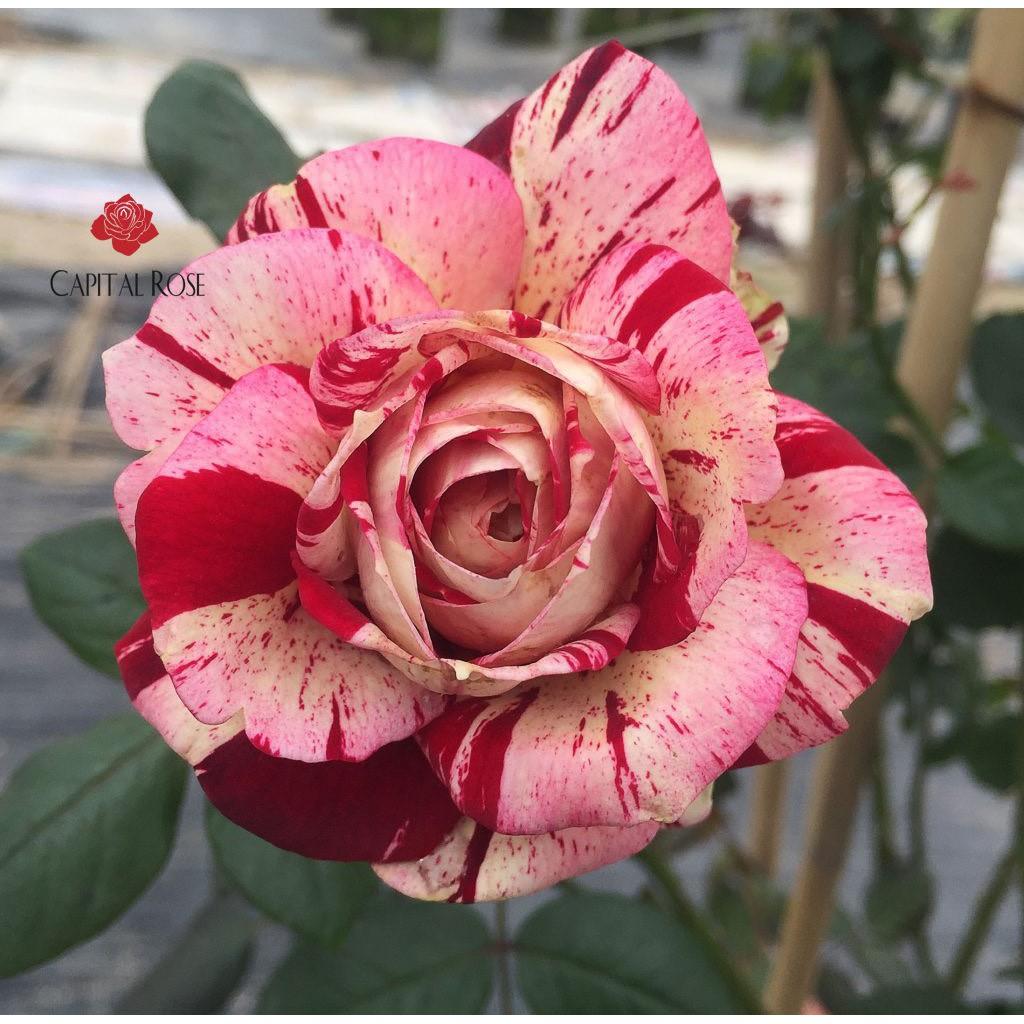 Cây hoa hồng JUNIO trưởng thành - Cây nguyên bản cao 60-70cm đang nụ và hoa