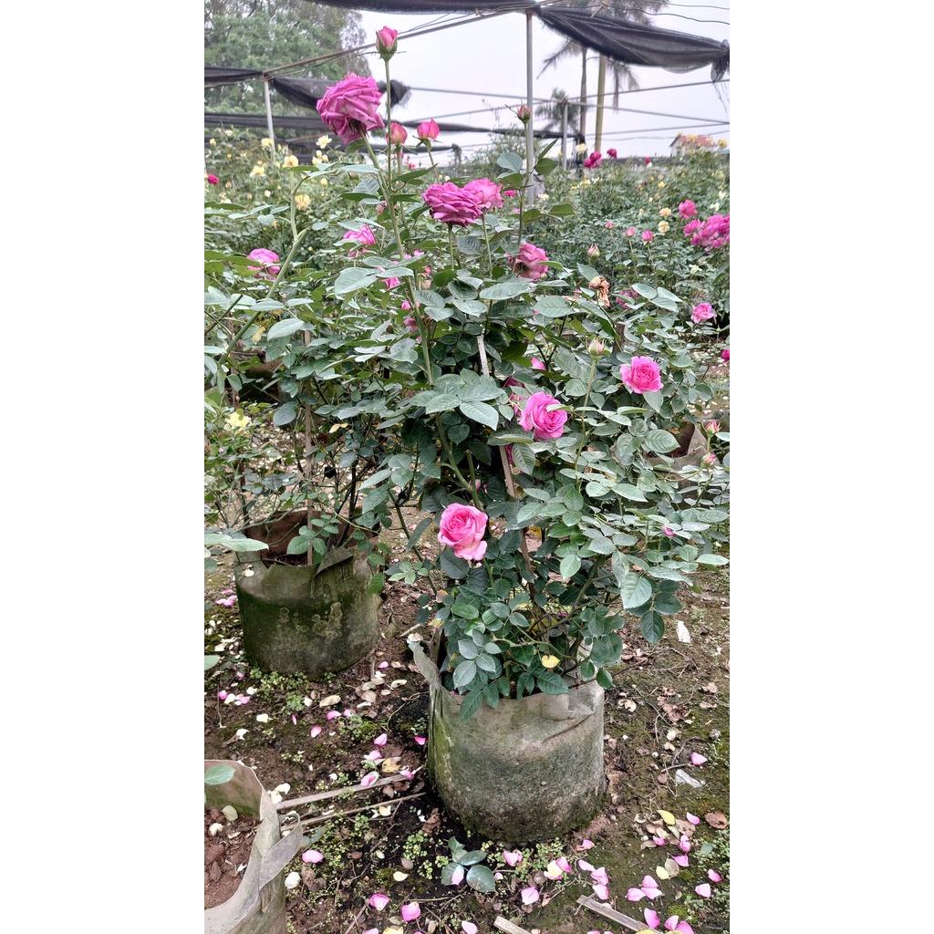 Cây hoa hồng ngoại The Prince hồng Hoàng tử quý tộc Anh siêu thơm -cây to trồng bịch vải