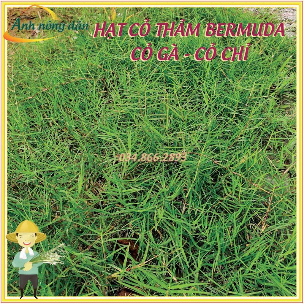 200g Hạt giống cỏ trồng thảm bermuda - Hạt giống cỏ gà, cỏ chỉ
