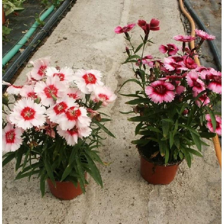 Hạt Giống Hoa Cẩm Chướng Hoa Cánh Đơn Nhiều Màu - 100hạt/gói