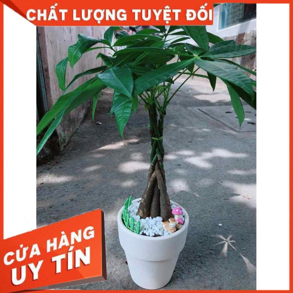 Chậu kim ngân thắt bím 5 thân Nhiều Người Mua