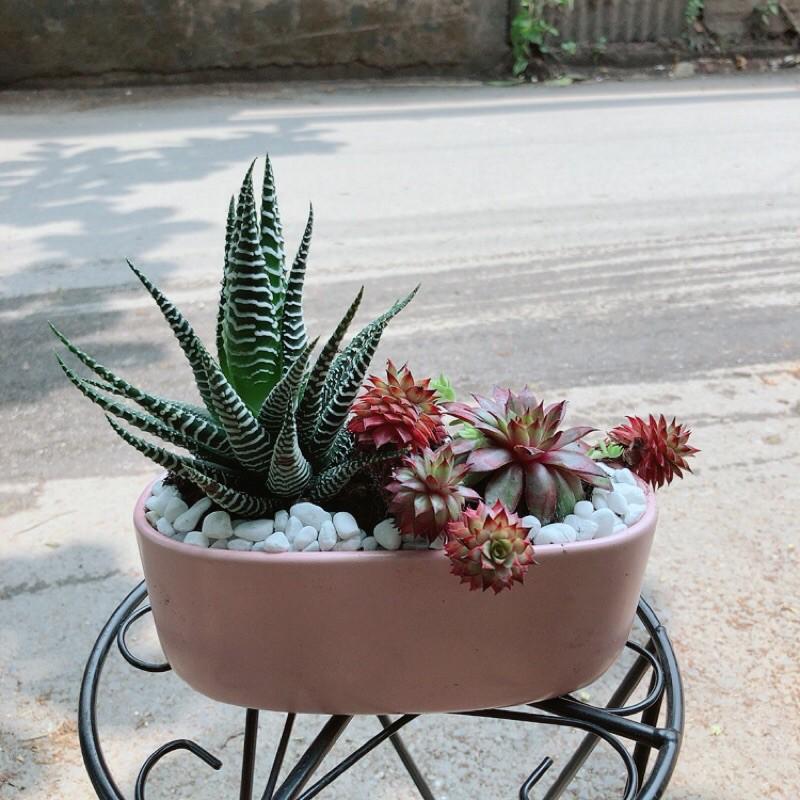 Chậu Sen Đá Đỏ+Xương Rồng