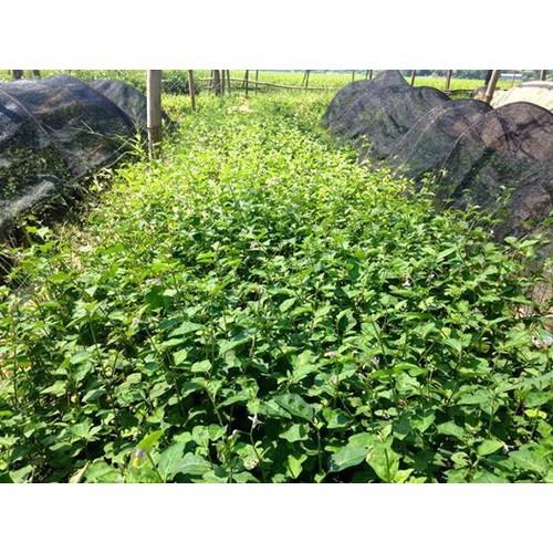 COMBO 2 CÂY GIỐNG CÀ GAI LEO SIÊU TỐT - CB2CGCGL